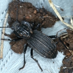 Cardiothorax undulaticostis at Monga, NSW - 10 Jan 2022