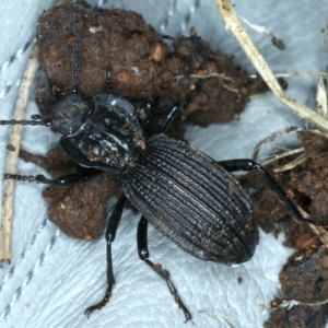 Cardiothorax undulaticostis at Monga, NSW - 10 Jan 2022