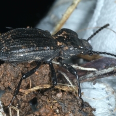 Cardiothorax undulaticostis at Monga, NSW - 10 Jan 2022