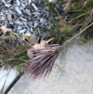 Bromus rubens at Parkes, ACT - 7 Sep 2021