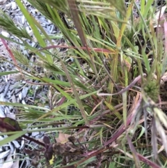 Bromus rubens at Parkes, ACT - 7 Sep 2021