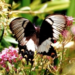 Papilio aegeus (Orchard Swallowtail, Large Citrus Butterfly) at Crooked Corner, NSW - 13 Jan 2022 by Milly