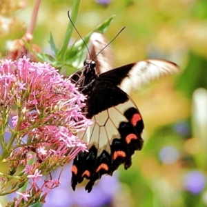 Papilio aegeus at Crooked Corner, NSW - 13 Jan 2022