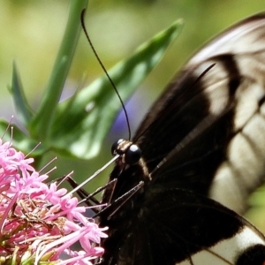 Papilio aegeus at Crooked Corner, NSW - 13 Jan 2022 11:57 AM