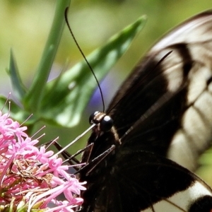 Papilio aegeus at Crooked Corner, NSW - 13 Jan 2022