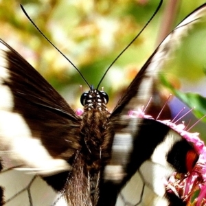 Papilio aegeus at Crooked Corner, NSW - 13 Jan 2022 11:57 AM