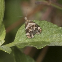 Tebenna micalis (Small Thistle Moth) at Higgins, ACT - 8 Jan 2022 by AlisonMilton