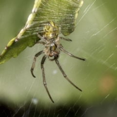 Phonognatha graeffei (Leaf Curling Spider) at Higgins, ACT - 10 Jan 2022 by AlisonMilton