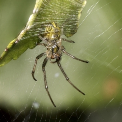 Phonognatha graeffei (Leaf Curling Spider) at Higgins, ACT - 11 Jan 2022 by AlisonMilton