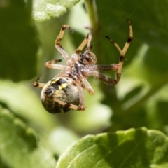 Araneus hamiltoni at Higgins, ACT - 9 Jan 2022