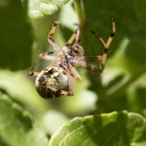 Araneus hamiltoni at Higgins, ACT - 9 Jan 2022