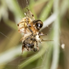 Araneus hamiltoni at Higgins, ACT - 9 Jan 2022