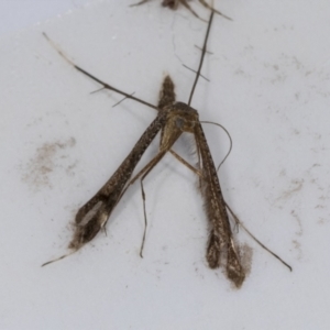 Pterophoridae (family) at Higgins, ACT - 8 Jan 2022