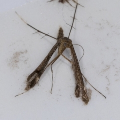 Pterophoridae (family) (TBC) at Higgins, ACT - 8 Jan 2022 by AlisonMilton