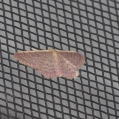 Idaea costaria (White-edged Wave) at Higgins, ACT - 11 Jan 2022 by AlisonMilton