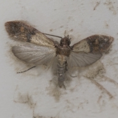 Plodia interpunctella (Indian meal moth) at Higgins, ACT - 8 Jan 2022 by AlisonMilton