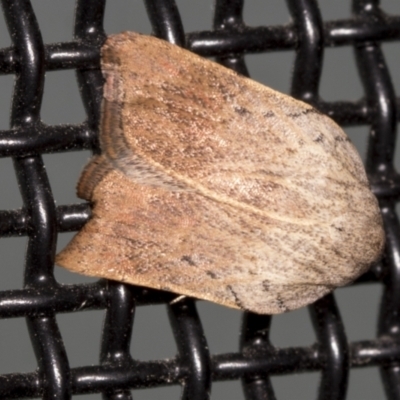 Tortricopsis pyroptis (A Concealer moth (Wingia Group)) at Higgins, ACT - 10 Jan 2022 by AlisonMilton