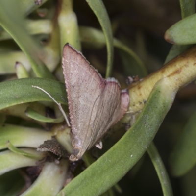 Endotricha pyrosalis (A Pyralid moth) at Higgins, ACT - 12 Jan 2022 by AlisonMilton