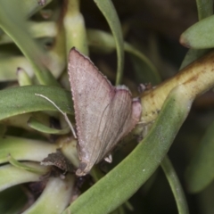 Endotricha pyrosalis (A Pyralid moth) at Higgins, ACT - 11 Jan 2022 by AlisonMilton