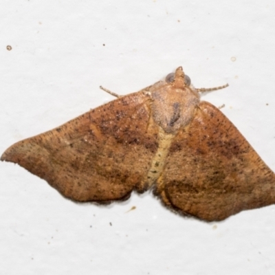 Mnesampela privata (Autumn Gum Moth) at Higgins, ACT - 10 Jan 2022 by AlisonMilton