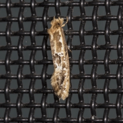 Moerarchis inconcisella (A tineid moth) at Higgins, ACT - 11 Jan 2022 by AlisonMilton