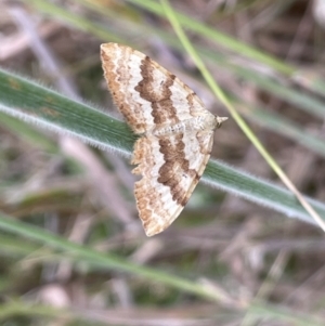 Chrysolarentia insulsata at Paddys River, ACT - 13 Jan 2022