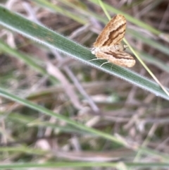 Chrysolarentia insulsata at Paddys River, ACT - 13 Jan 2022