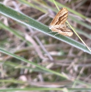 Chrysolarentia insulsata at Paddys River, ACT - 13 Jan 2022