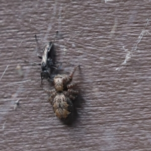 Pison sp. (genus) at Cook, ACT - 12 Jan 2022