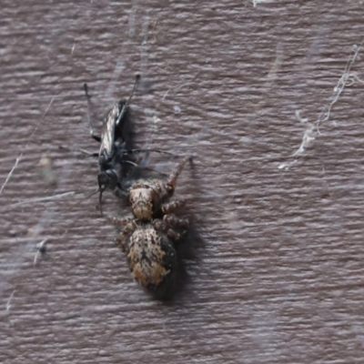 Pison sp. (genus) (Black mud-dauber wasp) at Cook, ACT - 12 Jan 2022 by Tammy