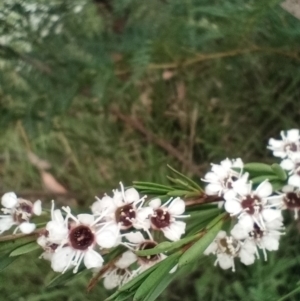 Kunzea ericoides at Corang, NSW - 12 Jan 2022