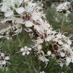 Kunzea ericoides at Corang, NSW - 12 Jan 2022