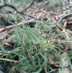 Lomandra obliqua (Twisted Matrush) at Corang, NSW - 12 Jan 2022 by LeonieWood