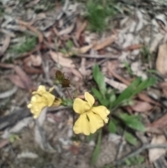 Goodenia paniculata (Branched Goodenia) at Corang, NSW - 12 Jan 2022 by LeonieWood