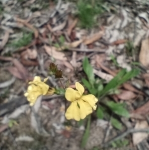 Goodenia paniculata at Corang, NSW - 12 Jan 2022
