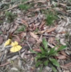 Goodenia paniculata at Corang, NSW - 12 Jan 2022