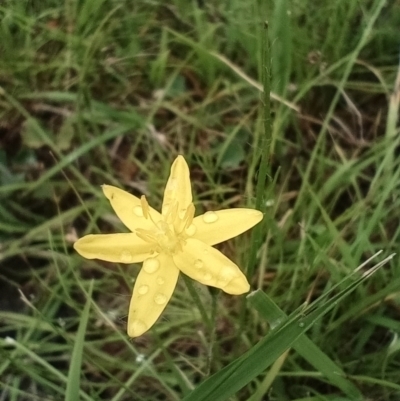 Hypoxis hygrometrica (Golden Weather-grass) at Corang, NSW - 12 Jan 2022 by LeonieWood