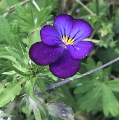 Viola arvensis (Heartsease, Field Pansy) at Gigerline Nature Reserve - 2 Jan 2022 by Tapirlord