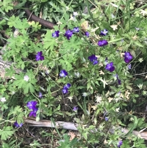 Viola arvensis at Tennent, ACT - 2 Jan 2022