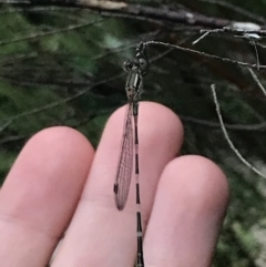 Austrolestes leda (Wandering Ringtail) at Red Hill to Yarralumla Creek - 2 Jan 2022 by Tapirlord