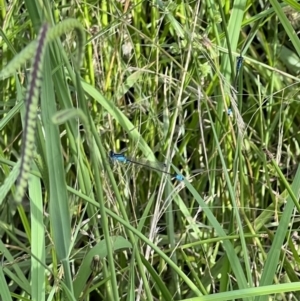 Ischnura heterosticta at Murrumbateman, NSW - 13 Jan 2022