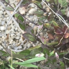 Bossiaea prostrata (Creeping Bossiaea) at Mount Taylor - 3 Jan 2022 by Tapirlord