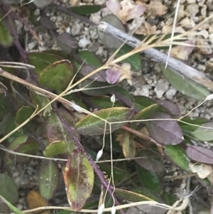 Bossiaea prostrata at Kambah, ACT - 3 Jan 2022 04:05 PM