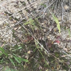 Bossiaea prostrata at Kambah, ACT - 3 Jan 2022