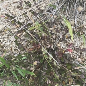 Bossiaea prostrata at Kambah, ACT - 3 Jan 2022 04:05 PM