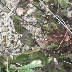 Bossiaea prostrata at Kambah, ACT - 3 Jan 2022