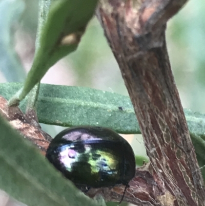 Callidemum hypochalceum (Hop-bush leaf beetle) at Mount Taylor - 3 Jan 2022 by Tapirlord
