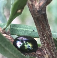Callidemum hypochalceum (Hop-bush leaf beetle) at Kambah, ACT - 3 Jan 2022 by Tapirlord