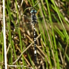 Parasynthemis regina (Royal Tigertail) at Mulligans Flat - 13 Jan 2022 by JohnBundock