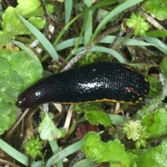 Hirudinidae sp. (family) (A Striped Leech) at Monga, NSW - 10 Jan 2022 by jb2602